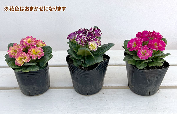 プリムラ ジュリアン:マーブルフラン花色ミックス 3号ポット