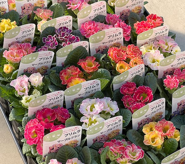 プリムラ ジュリアン:マーブルフラン花色ミックス 3号ポット