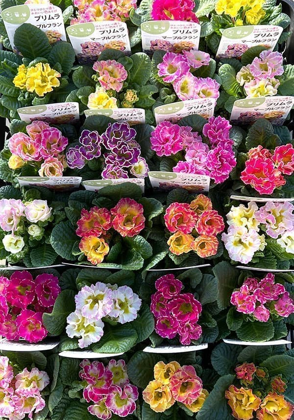 園芸ネット本店｜プリムラ ジュリアン：マーブルフラン花色ミックス 3