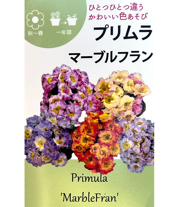 プリムラ ジュリアン:マーブルフラン花色ミックス 3号ポット