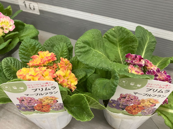 プリムラジュリアン：マーブルフラン花色ミックス 3号ポット