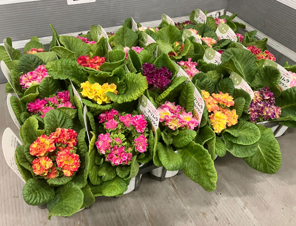 プリムラジュリアン：マーブルフラン花色ミックス 3号ポット