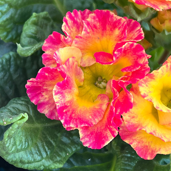 プリムラ ジュリアン:マーブルフラン花色ミックス 3号ポット