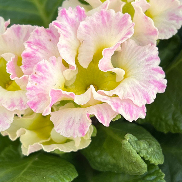 専用　ブライダルベール　プリムラジュリアン　れんげそう　すずらん　クレイフラワー 園芸ネット本店｜プリムラ：ブライダルベル3.5号ポット苗 の通販【公式】