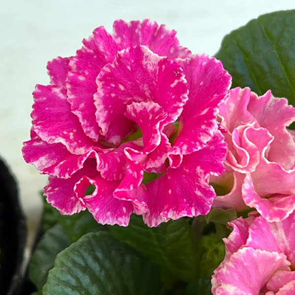 プリムラ ジュリアン:マーブルフラン花色ミックス 3号ポット