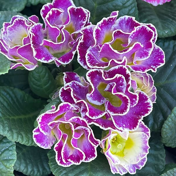 プリムラ ジュリアン:マーブルフラン花色ミックス 3号ポット