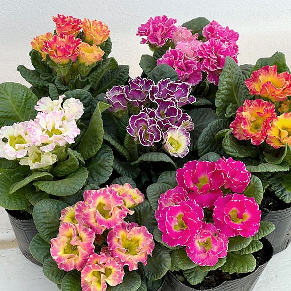 プリムラ ジュリアン:マーブルフラン花色ミックス 3号ポット