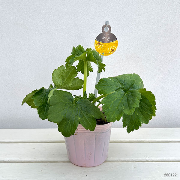 ラナンキュラス：ラックス　スーリヤ3.5-4号ポット