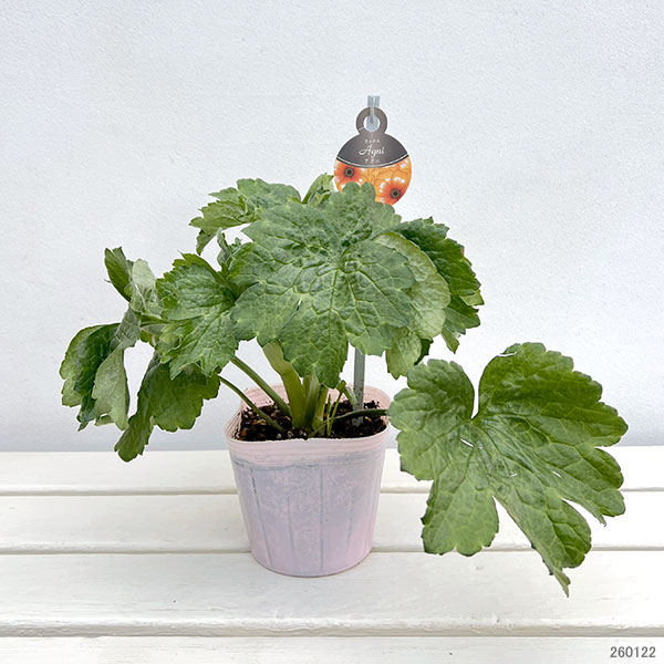 ラナンキュラス：ラックス　アグニ3.5-4号ポット