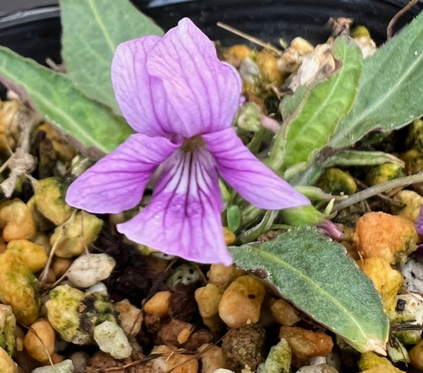 スミレ：ノジスミレ桃花2.5号ポット