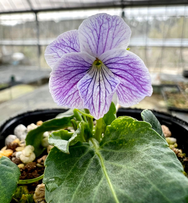 スミレ:リュウキュウコスミレ海碧(カイヘキ)2.5号ポット