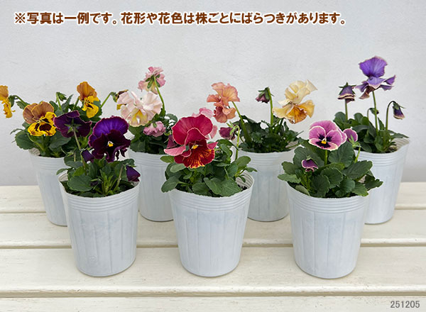 パンジー(フリル咲き):アーカイブ3号ロングポット