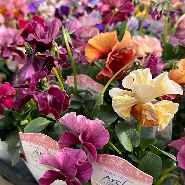 パンジー(フリル咲き):アーカイブ3号ロングポット