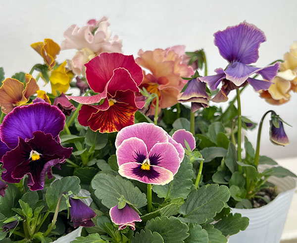 パンジー(フリル咲き):アーカイブ3号ロングポット