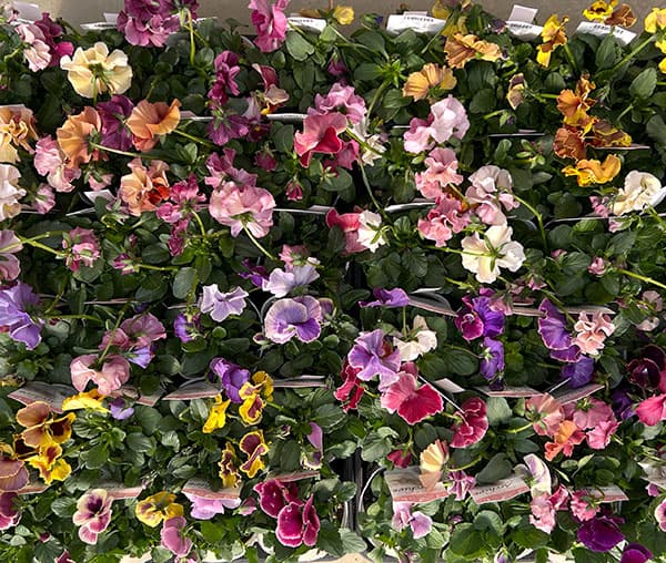 パンジー(フリル咲き):アーカイブ3号ロングポット