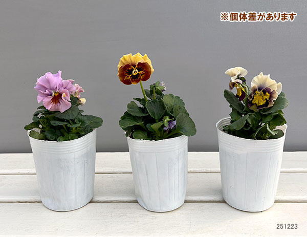 [送料無料]パンジー（フリル咲き）：アーカイブ3号ロングポット 12株セット