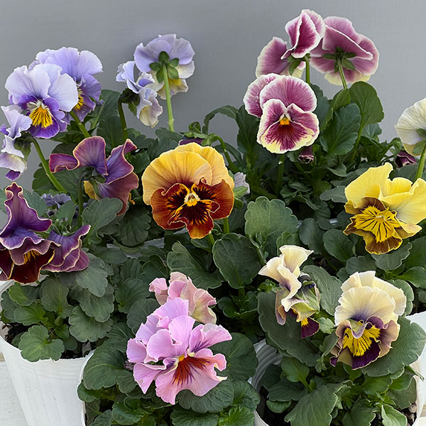 [送料無料]パンジー（フリル咲き）：アーカイブ3号ロングポット 12株セット