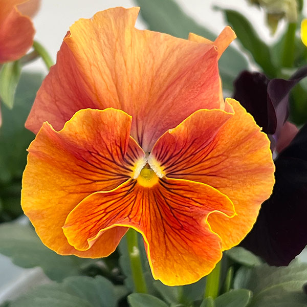 ビオラ（フリル咲き）：アーカイブ（花色いろいろ）3号ロングポット