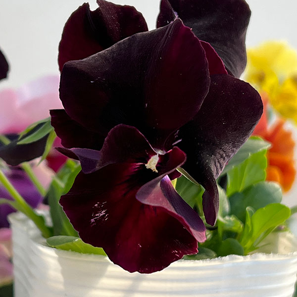 ビオラ（フリル咲き）：アーカイブ（花色いろいろ）3号ロングポット