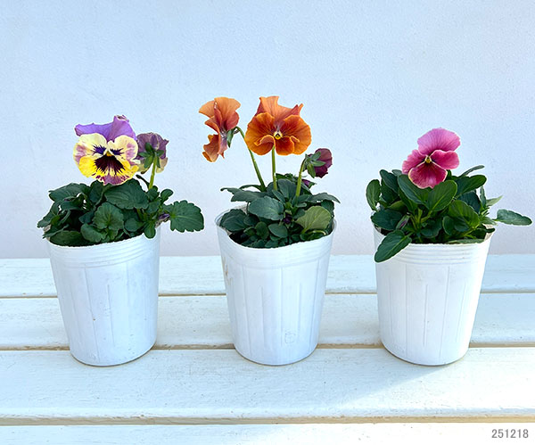 ビオラ（フリル咲き）：アーカイブ（花色いろいろ）3号ロングポット