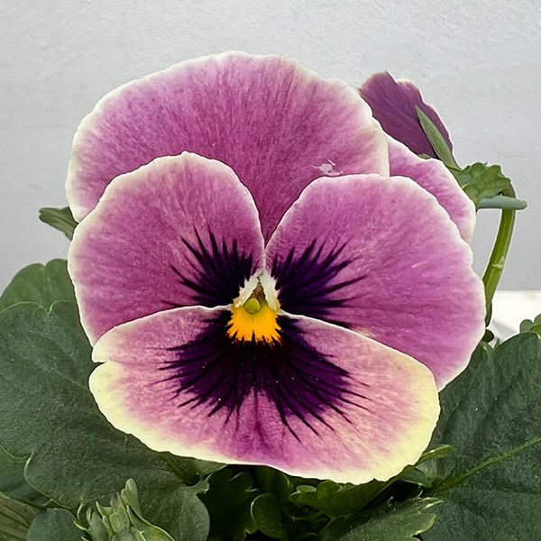 パンジー(フリル咲き):アーカイブ3号ロングポット