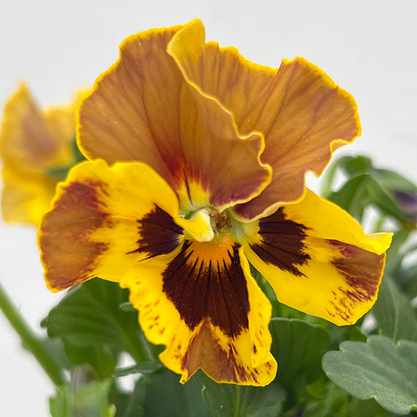 パンジー(フリル咲き):アーカイブ3号ロングポット