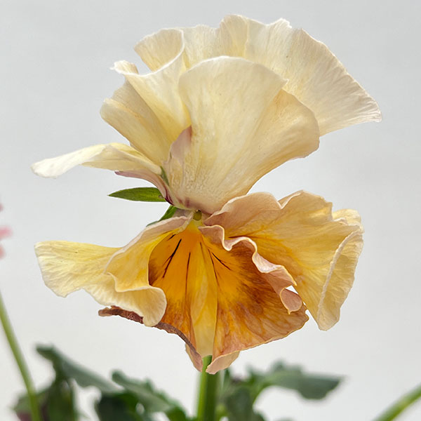 パンジー(フリル咲き):アーカイブ3号ロングポット