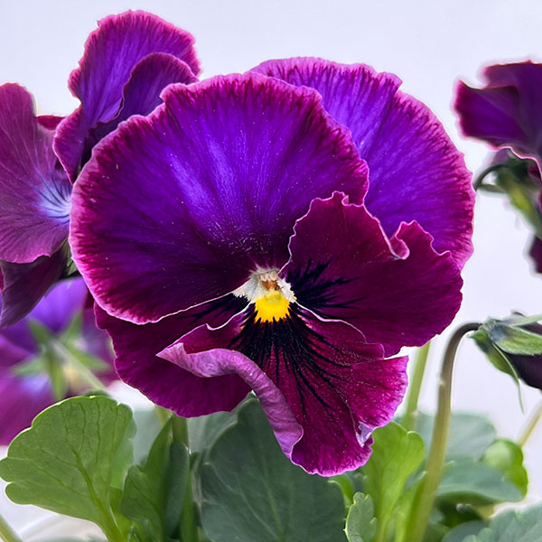 パンジー(フリル咲き):アーカイブ3号ロングポット