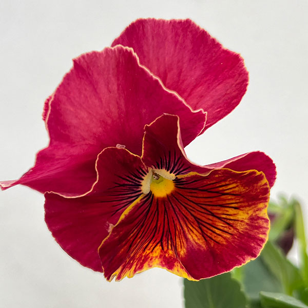 パンジー(フリル咲き):アーカイブ3号ロングポット