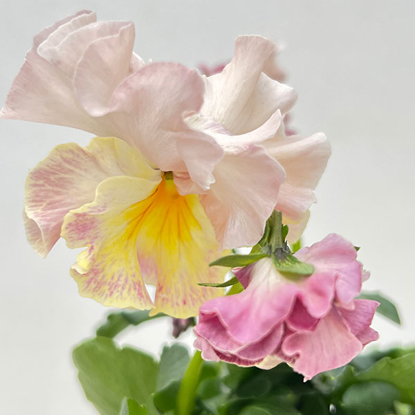 パンジー(フリル咲き):アーカイブ3号ロングポット