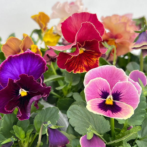 パンジー(フリル咲き):アーカイブ3号ロングポット