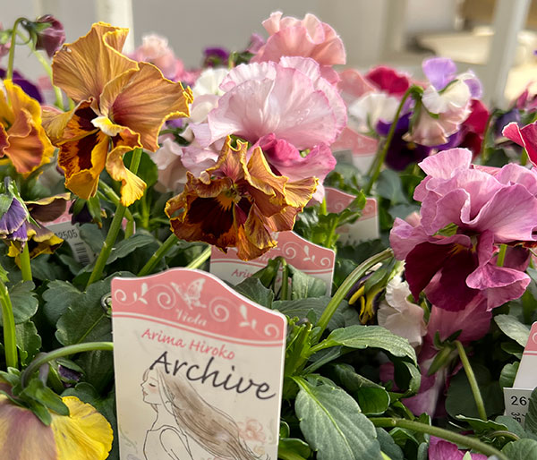 パンジー(フリル咲き):アーカイブ3号ロングポット