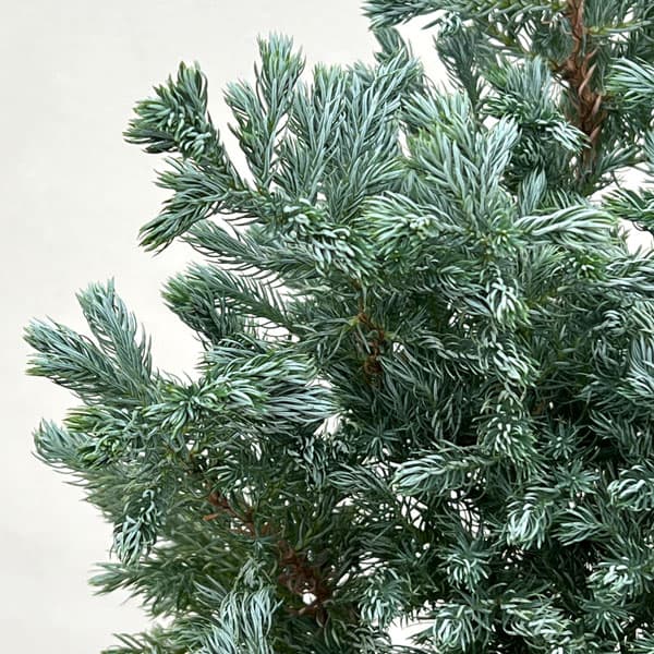 コニファー（サワラ）：ブルーバード(ボールバード) 6号鉢植え