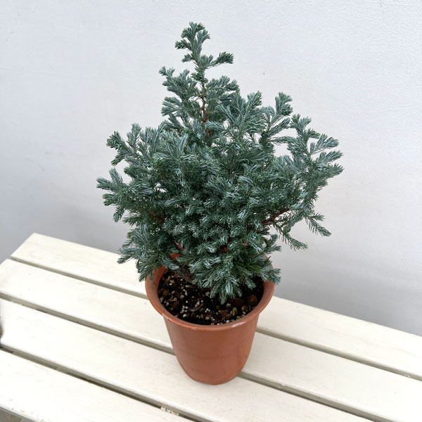 コニファー（サワラ）：ブルーバード(ボールバード) 6号鉢植え