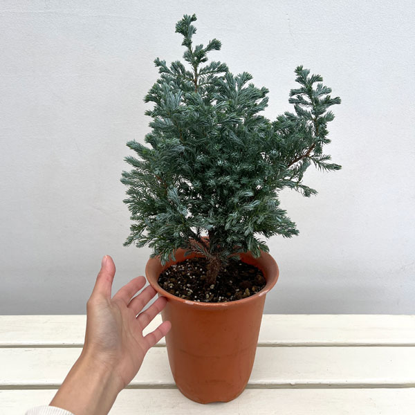 コニファー（サワラ）：ブルーバード(ボールバード) 6号鉢植え