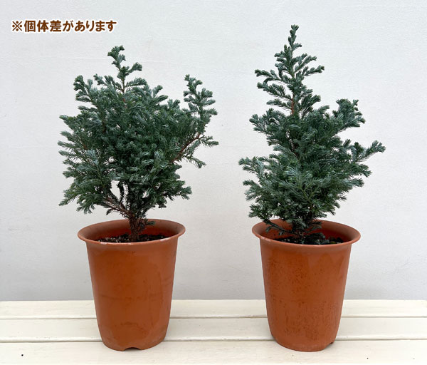 コニファー（サワラ）：ブルーバード(ボールバード) 6号鉢植え