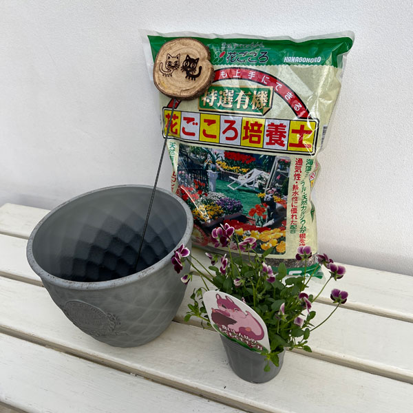 見元園芸さんのビオラ:食いしん坊のもぐもぐモモンガ 植え込みセット(グレー鉢)