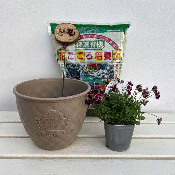 見元園芸さんのビオラ:食いしん坊のもぐもぐモモンガ 植え込みセット(ベージュ鉢)