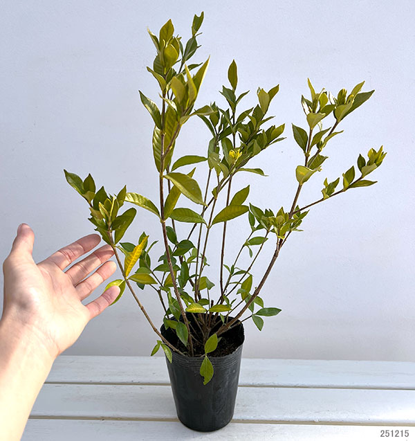 クチナシ：四季咲きクチナシ4.5号ポット