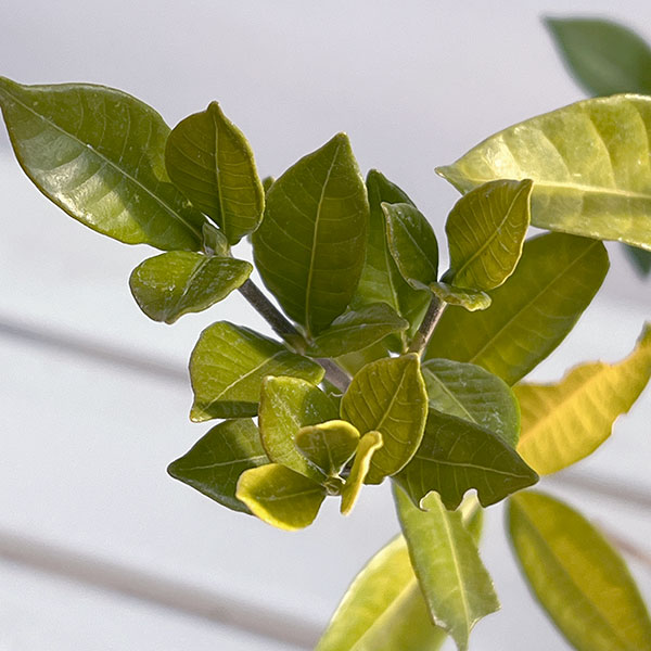 クチナシ：四季咲きクチナシ4.5号ポット