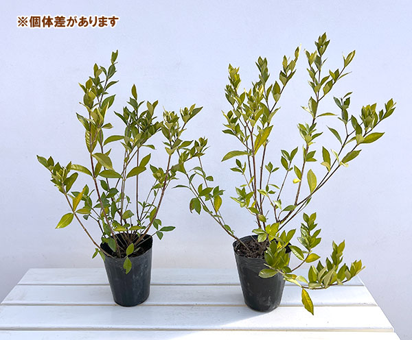 クチナシ：四季咲きクチナシ4.5号ポット