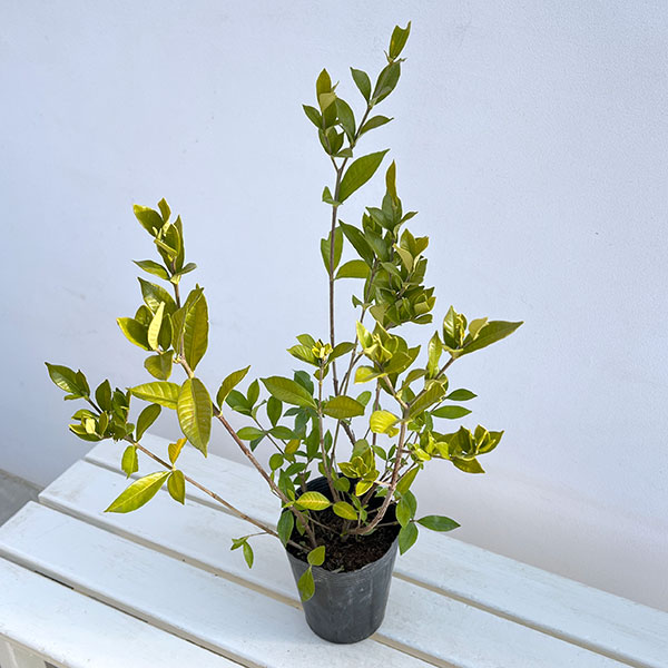 クチナシ：四季咲きクチナシ4.5号ポット