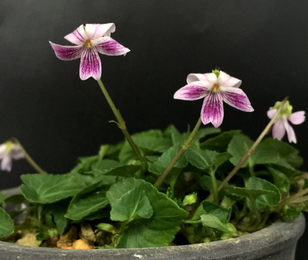 スミレ：台湾ニョイスミレ2.5号ポット