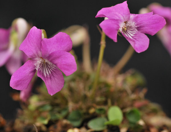 スミレ：アレナリア・ロゼア2.5号ポット