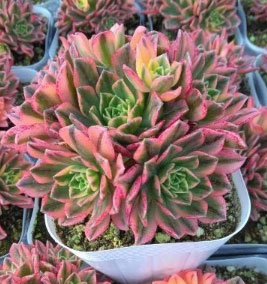 アエオニウム：テンチャニシキ（多頭タイプ）　3.5号ポット