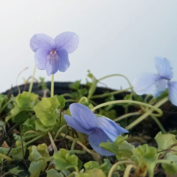 [26年1月中下旬予約]スミレ：バンクシィ ベイビーブルー2.5号ポット