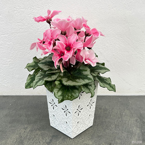 シクラメン:アンジュ リップピンク3.5号底面給水角鉢