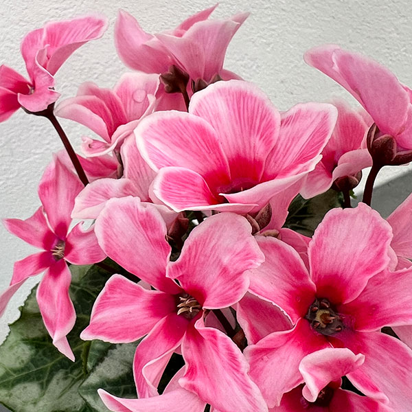 シクラメン:アンジュ リップピンク3.5号底面給水角鉢