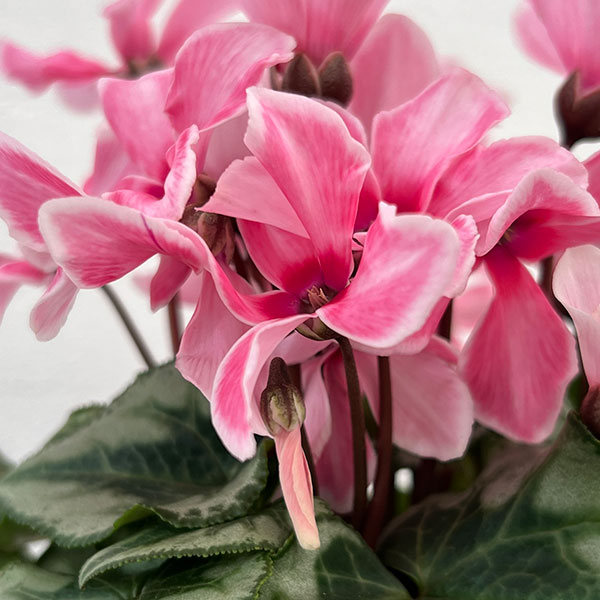 シクラメン:アンジュ リップピンク3.5号底面給水角鉢