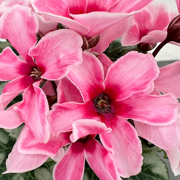 シクラメン:アンジュ リップピンク3.5号底面給水角鉢